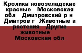 Кролики новозеладские красные - Московская обл., Дмитровский р-н, Дмитров г. Животные и растения » Другие животные   . Московская обл.